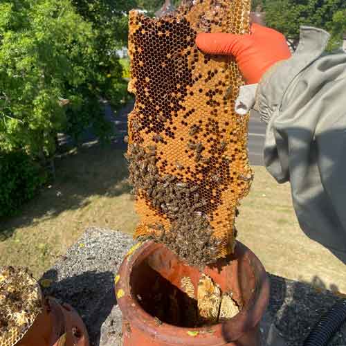 Honeybee removal from a chimney