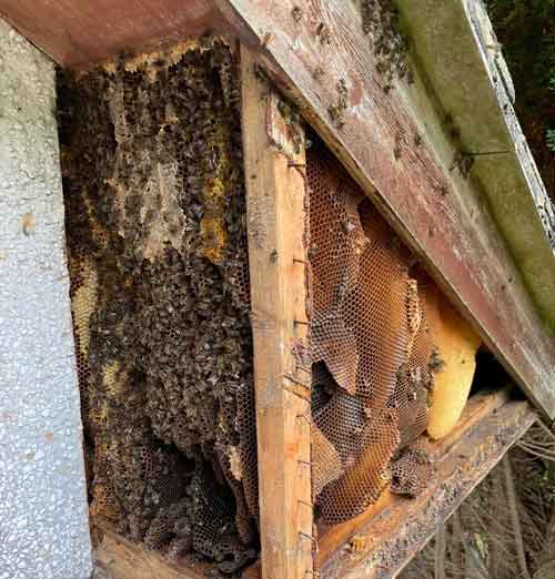 Honeybee removal from a roof