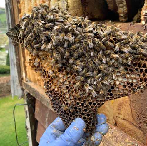 Honeybee removal from a wall